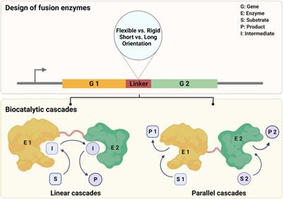 Design of fusion enzymes for biocatalytic applications in aqueous and non-aqueous media